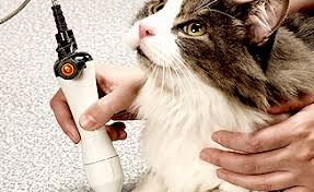 laser therapy for your cat